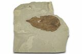 Fossil Oak Leaf (Quercus) - Green River Formation, Utah #356090-1